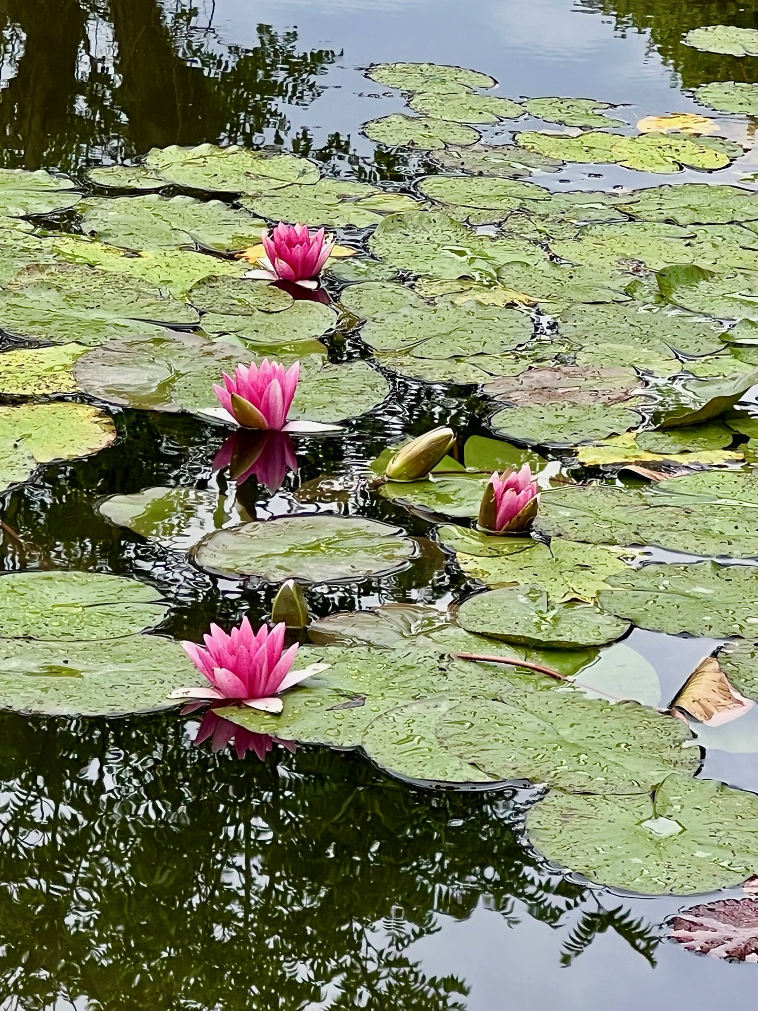 Claude Monet Gardens and Museum At Giverny, France 🇫🇷
