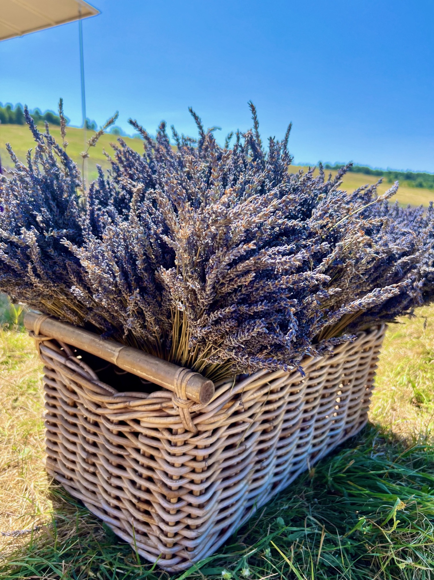 l Aix-en-Provence and a Lavender field 🇫🇷