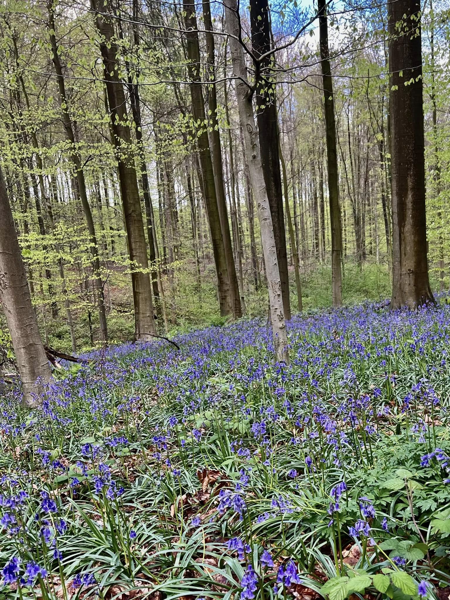 Bluebells & Battlefields in Belgium 🇧🇪