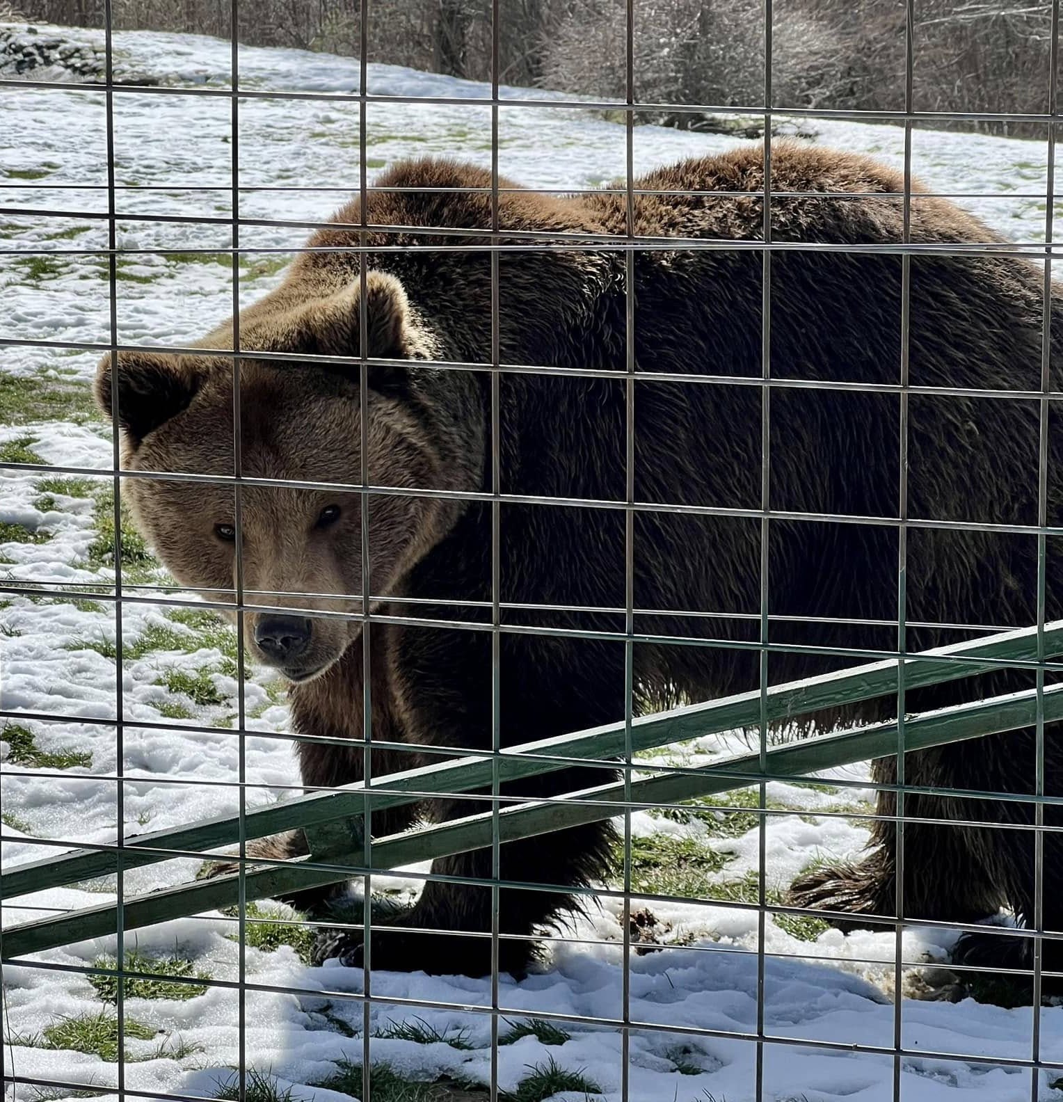 Through the Carpathians to the Libearty Bear Sanctuary 🇷🇴