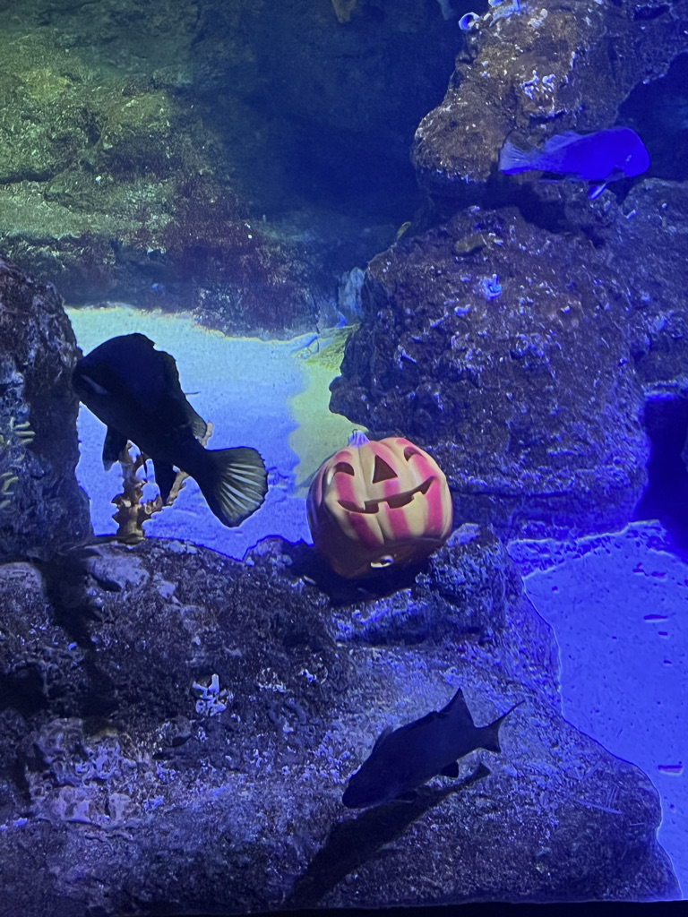 Columbus, Halloween, and Home 🇪🇸