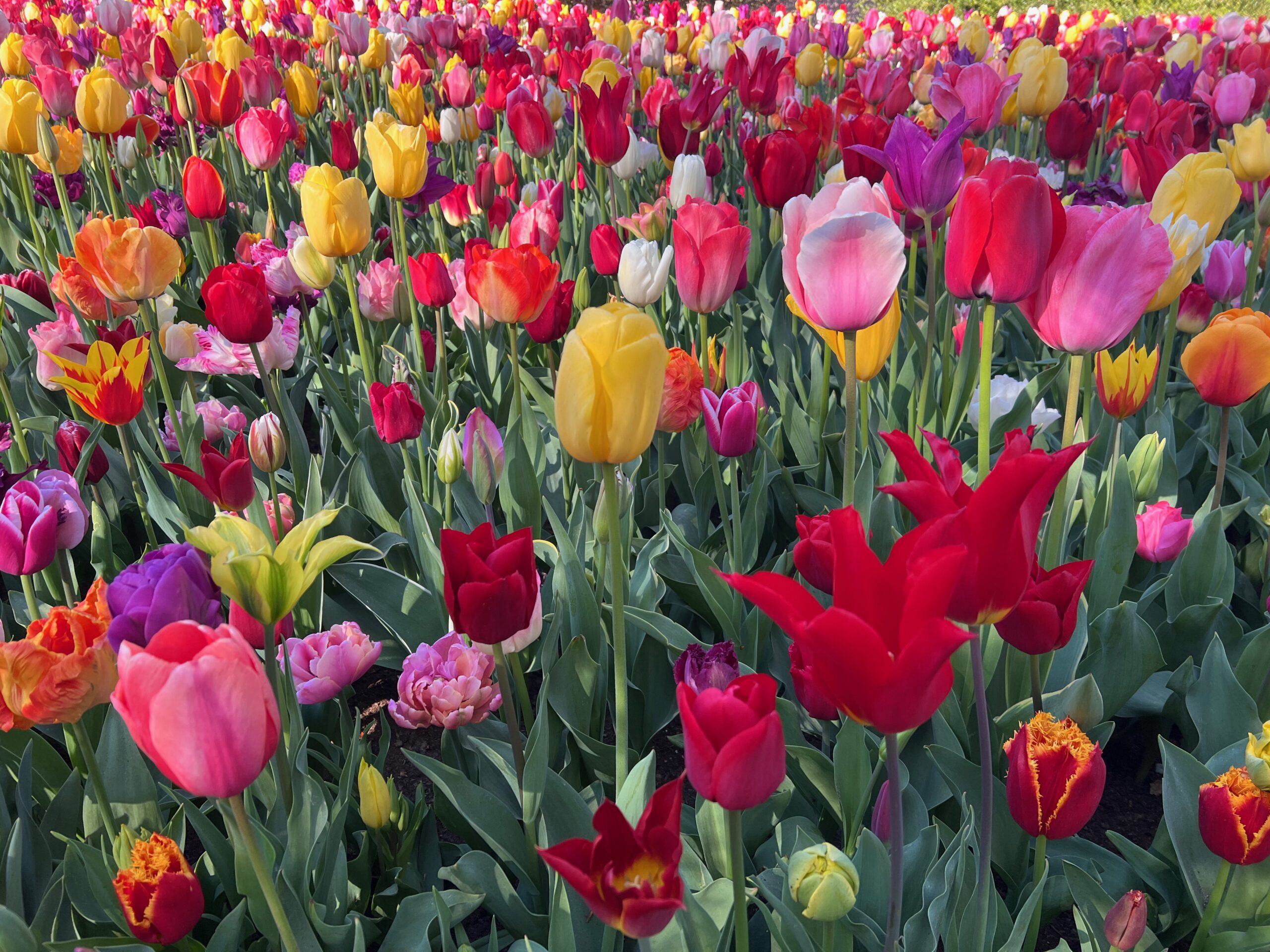A Symphony of Colors: Keukenhof Gardens 🇳🇱